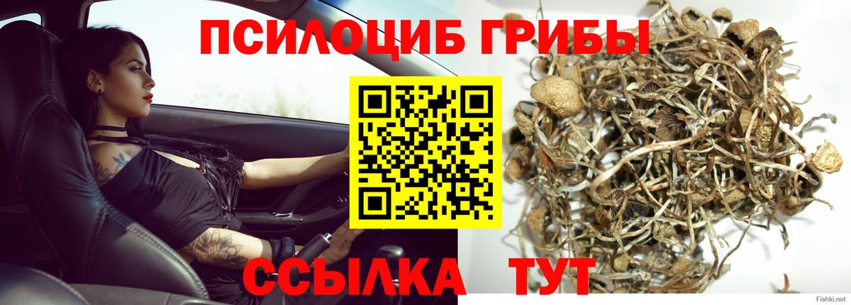 Павлово  Галлюциногенные грибы Psilocybe  Вход с VPN 